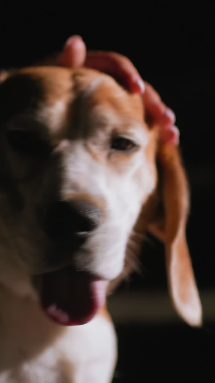 Ritratto di un beagle di notte, una mano lo accarezza delicatamente, l'illuminazione soffusa da studio scolpisce la calda pelliccia e le ombre tenui, il collare luccicante, la lingua visibile, gli occhi espressivi catturano una connessione calma, atmosfera intima