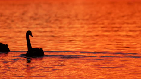 silueta de 2 cisnes nadando en un lago durante un increíble amanecer reflejándose en el agua en el lago varsity qld australia