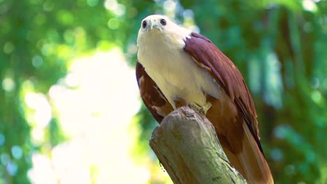 Brahminischer-Drachenadler,-Der-Seinen-Schnabel-Auf-Einem-Ast-Reinigt