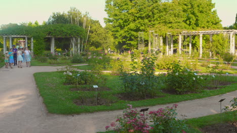 serene stroll through a vibrant rose garden