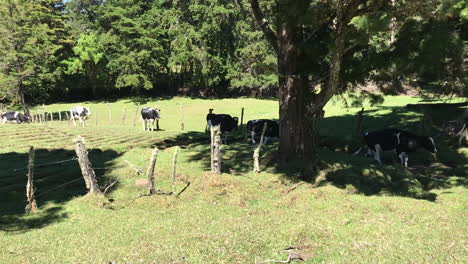 Cow-crossing-on-the-middle-of-the-mountains-on-a-peacefull-Day-of-spring