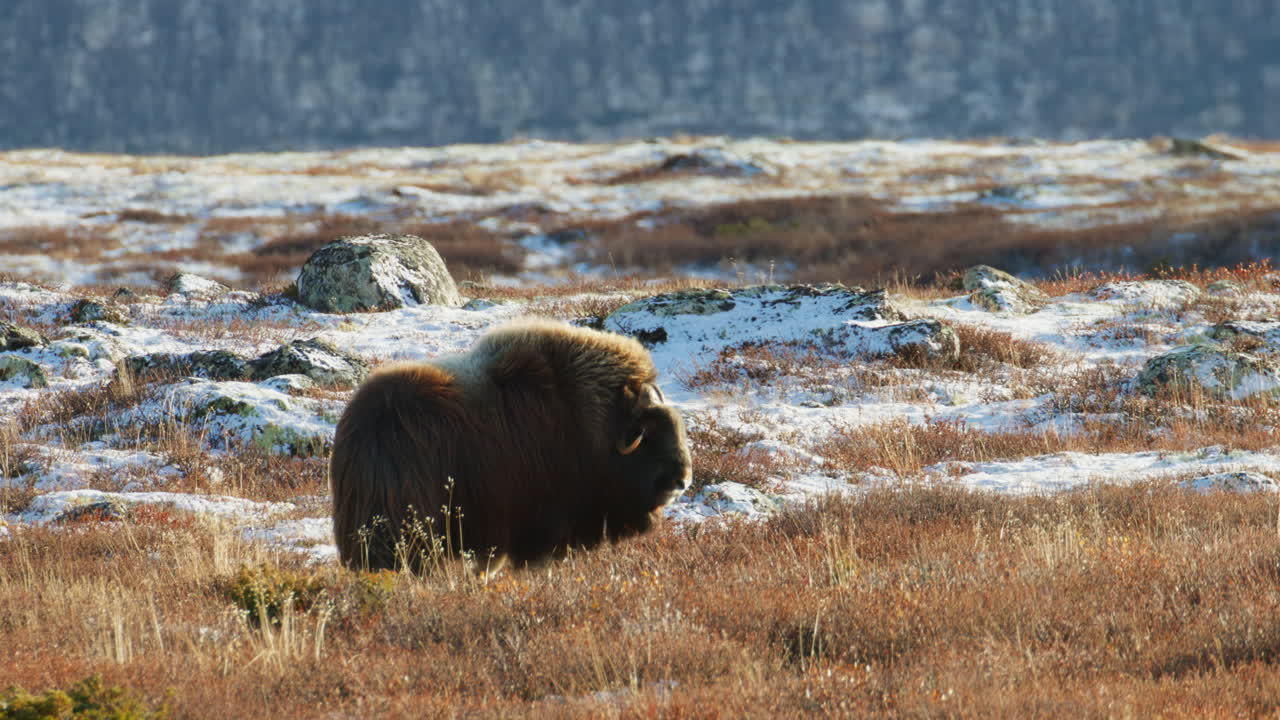 Gyllene arktisk vind sveper över ensam myskoxe på Dovrefjellplatån