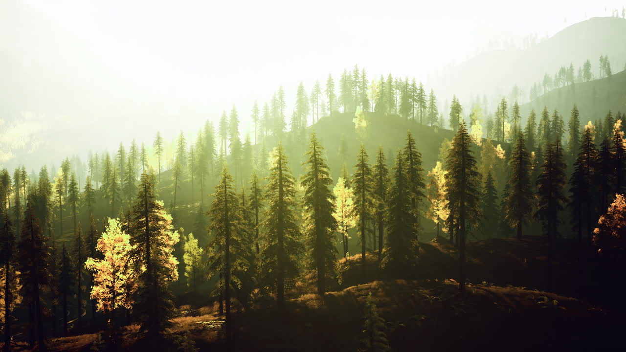 Majestic forest landscape illuminated by morning sunlight in autumn