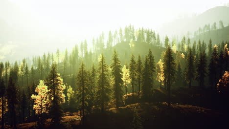Majestic forest landscape illuminated by morning sunlight in autumn