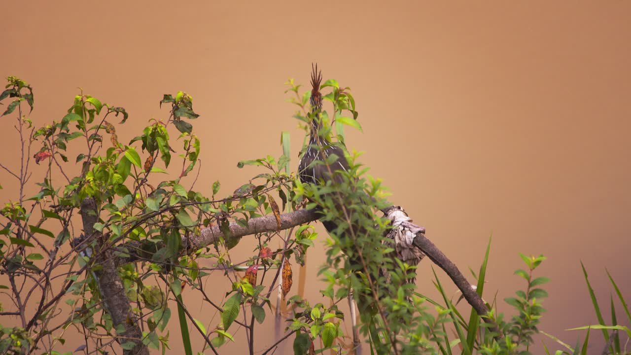 Hoatzin bird with spiky crest perches on a tree, scanning its surroundings in Peru’s Amazon jungle.