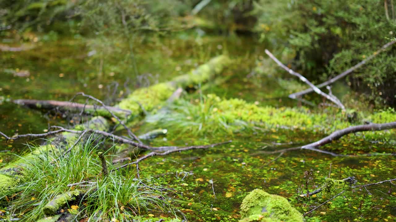 A single water drop splashes into a forest puddle, creating ripples and droplets. Natural daylight