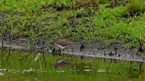 spotted sandpiper foraging along a pond
