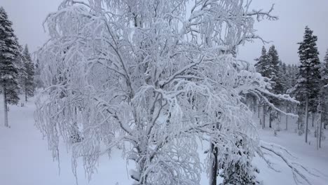 Drone-Ascends-Close-Up-In-Front-Of-Unique-Snow-Covered-Tree-in-Lapland,-Finland,-Arctic-Circle