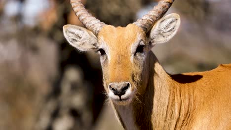 Male-Red-Lechwe-Antelope-Looking-At-Camera-On-A-Sunny-Day