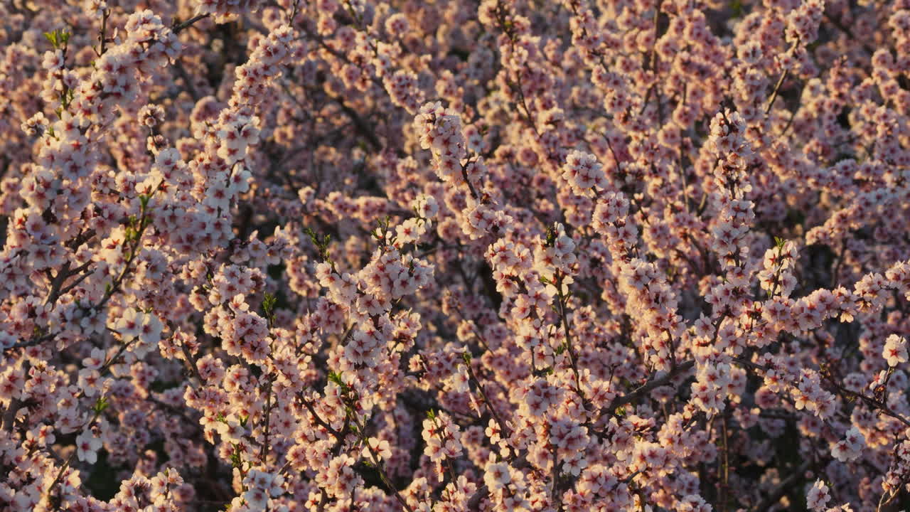 Aerial drone shot of a dense almond orchard during the spring blooming season. Pink and white blossoms are bathed in the soft, golden glow of a late afternoon sun. Close up. Moldova