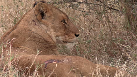 Close-up-of-injured-lioness-resting-on-tall-dry-grass-by-bush