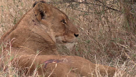 close-up of injured lioness resting on tall dry grass by bush