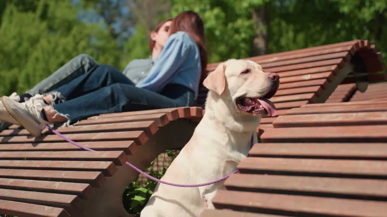Alegre labrador cerca de una pareja disfrutando de un día en el parque; labrador con expresión juguetona junto a una pareja relajándose al aire libre; simpático labrador mostrando una sonrisa alegre mientras la pareja se relaja en el parque.