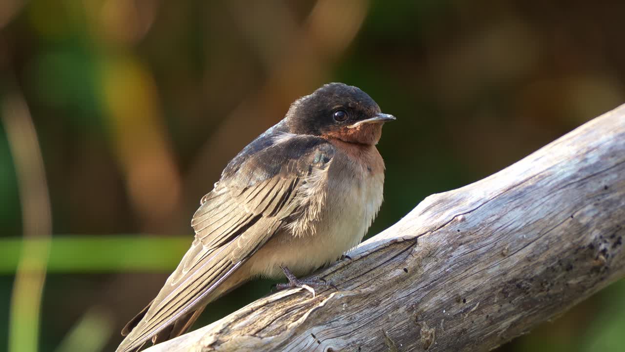 Close up shot of a Welcome Swallow (Hirundo neoxena) perched on a branch in its natural habitat, with fluffed-up plumage to keep warm, and gazing curiously around its surroundings