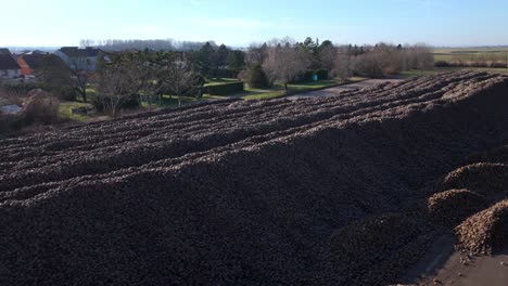 Huge-Pile-Of-Sugar-Beets-After-Harvest---Aerial-Drone-Shot