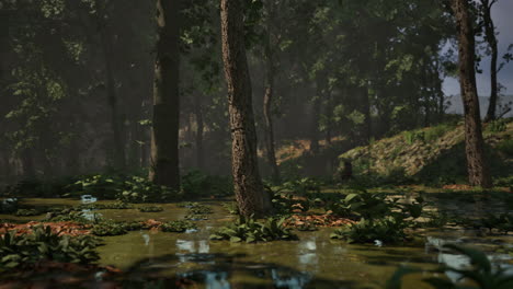 fog and dawn of the sun in the swamp