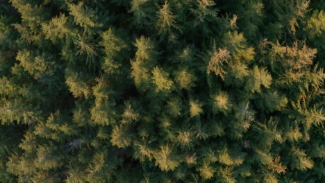 Toma-Aérea-Volando-Sobre-Un-Bosque-De-Coníferas-Al-Amanecer