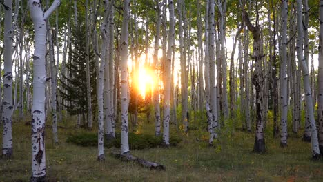 quaking aspen san isabel white river national forest sunrise sunset golden hour morning sun flare colors fall autumn foliage leaf peeping kebler pass colorado trail telluride vail mount shavano zoom
