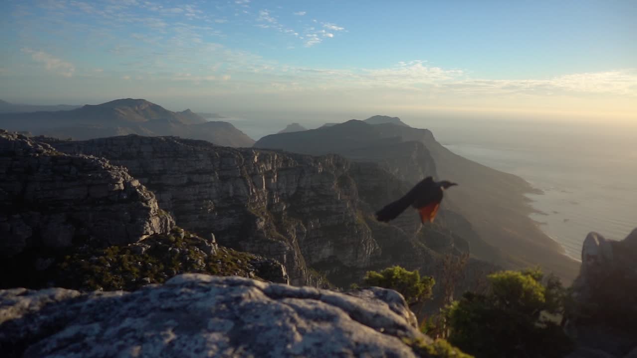 Rallentatore sulla cima della Table Mountain durante il tramonto con uno storno alirosse che vola via.
