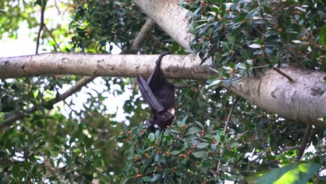 murciélago salvaje exótico, zorro volador negro colgado boca abajo en la rama de un árbol frutal japonés ternstroemia, trepando el árbol con sus garras para agarrar, movimiento manual de cerca