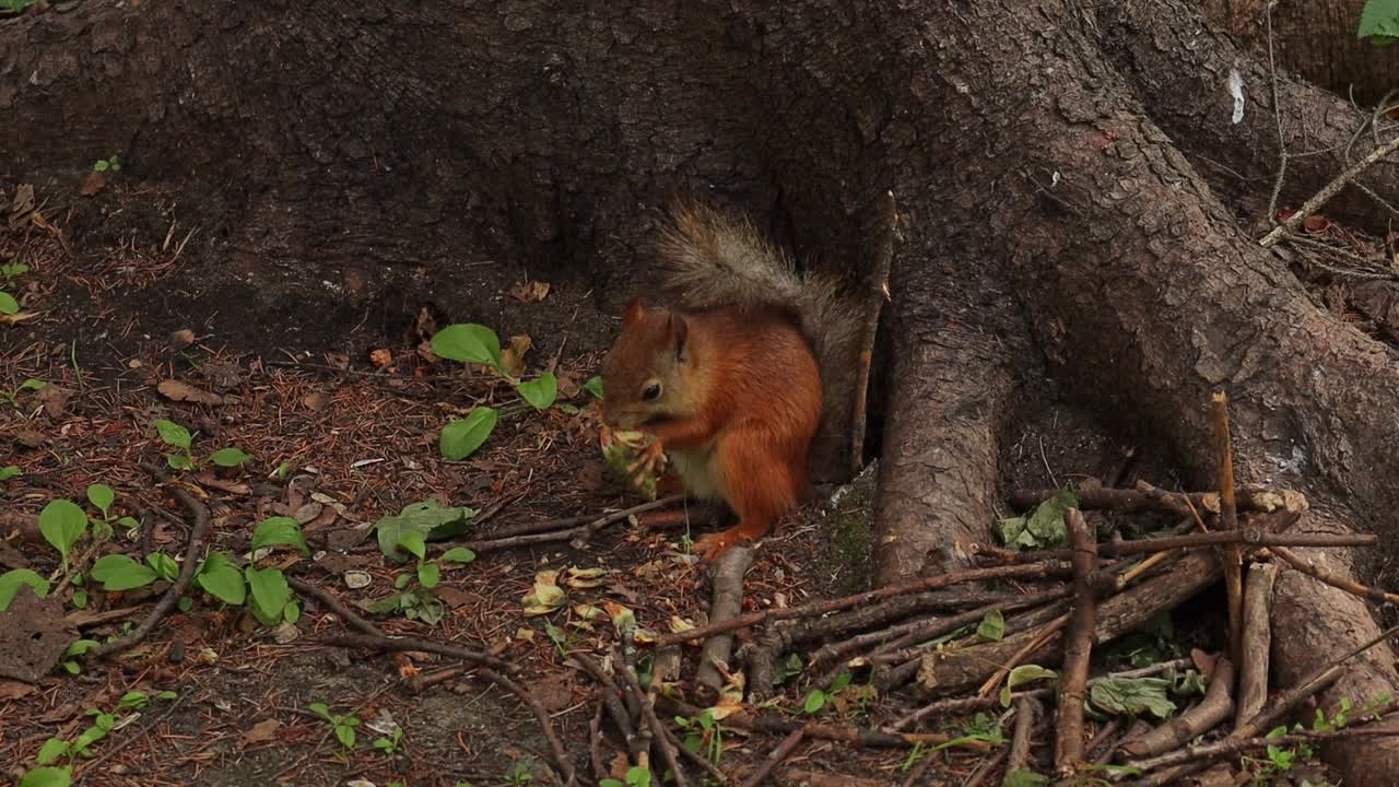 Cute Eurasian squirrel eating cone by tree in the park on Yelagin Island, Russia
