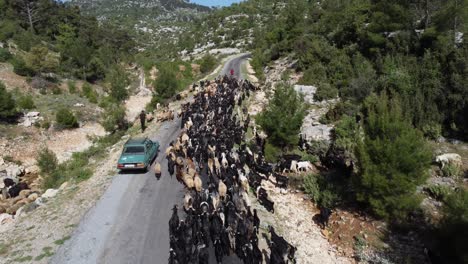 Goats-And-Vehicle-Aerial-View