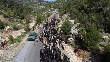 goats and vehicle aerial view