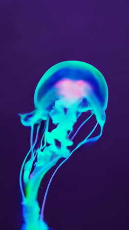 vibrant neon jellyfish in dark water