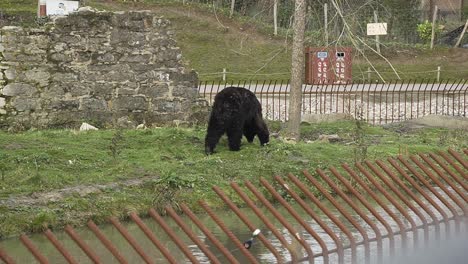 american black bear walking around pond in animal park