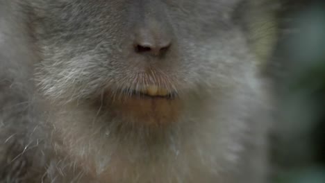 close up of a monkey chewing