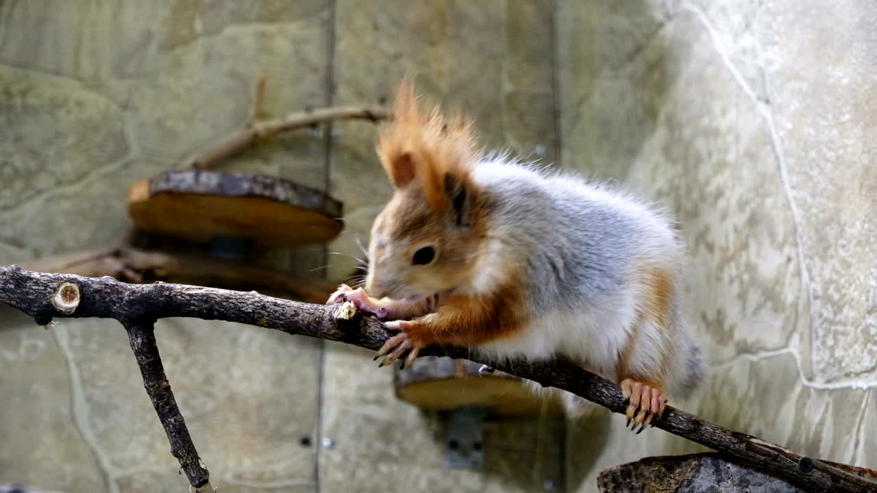 다람는 동굴에 앉아 있다. 다람가 견과류를 먹는다.