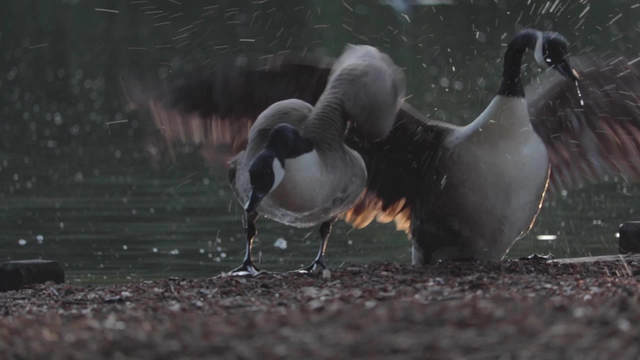 Canadian Geese emerge from lake to search for food.
