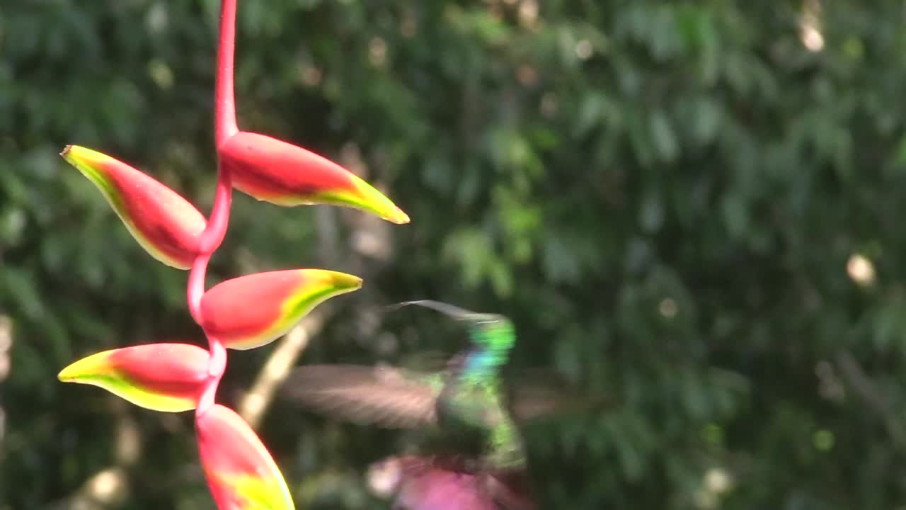 A beautiful Rufus-tailed hummingbird feeding on a Heliconia flower dangling in the air - Close up