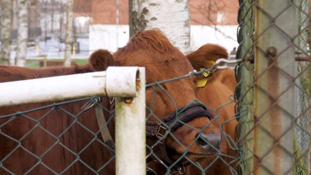 Close-up of two brown cows grazing behind a metal fence in a rural setting