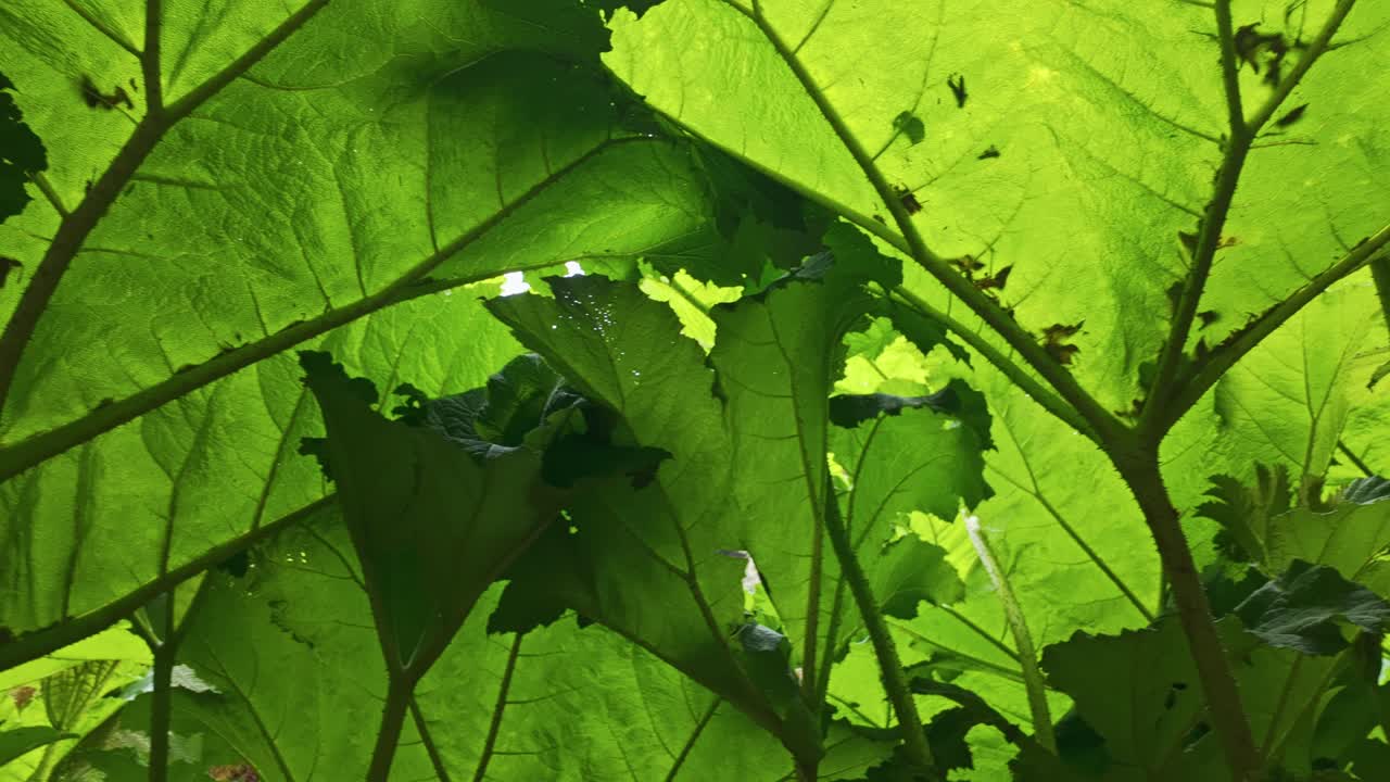 Close up of giant leaves of Gunnera sp. plant backlit, Cornwall , United Kingdom
