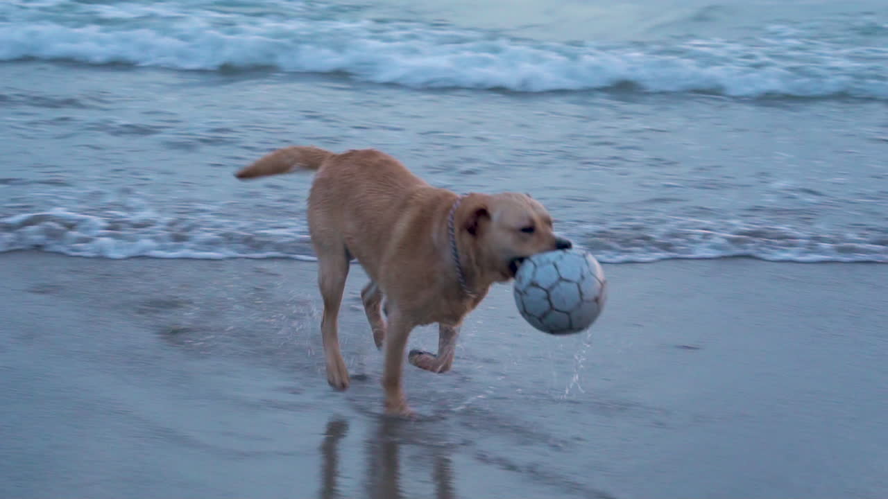 A slow motion shot of a dog, a labrador retrieve, running on the beach while biting a ball.