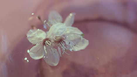 cherry blossom floating in water