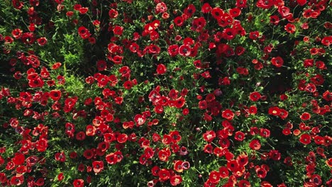 close-up of a field of poppies swaying gently in the wind