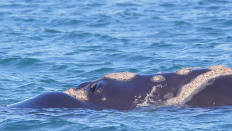 right whale surfaces with head up and then spurts water from the blowhole with lot of barnacles on the face