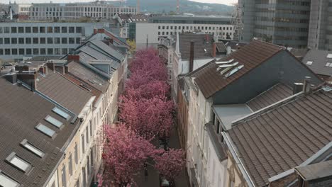 Drone---Aerial-drone-shot-of-the-Kirschbluete-Cherry-Blossom-in-the-Heerstraße-Heerstreet-Breitestraße-Bonn-Tourism-30p