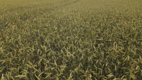 Hermosa-Vista-Aérea-Del-Campo-Agrícola-Verde