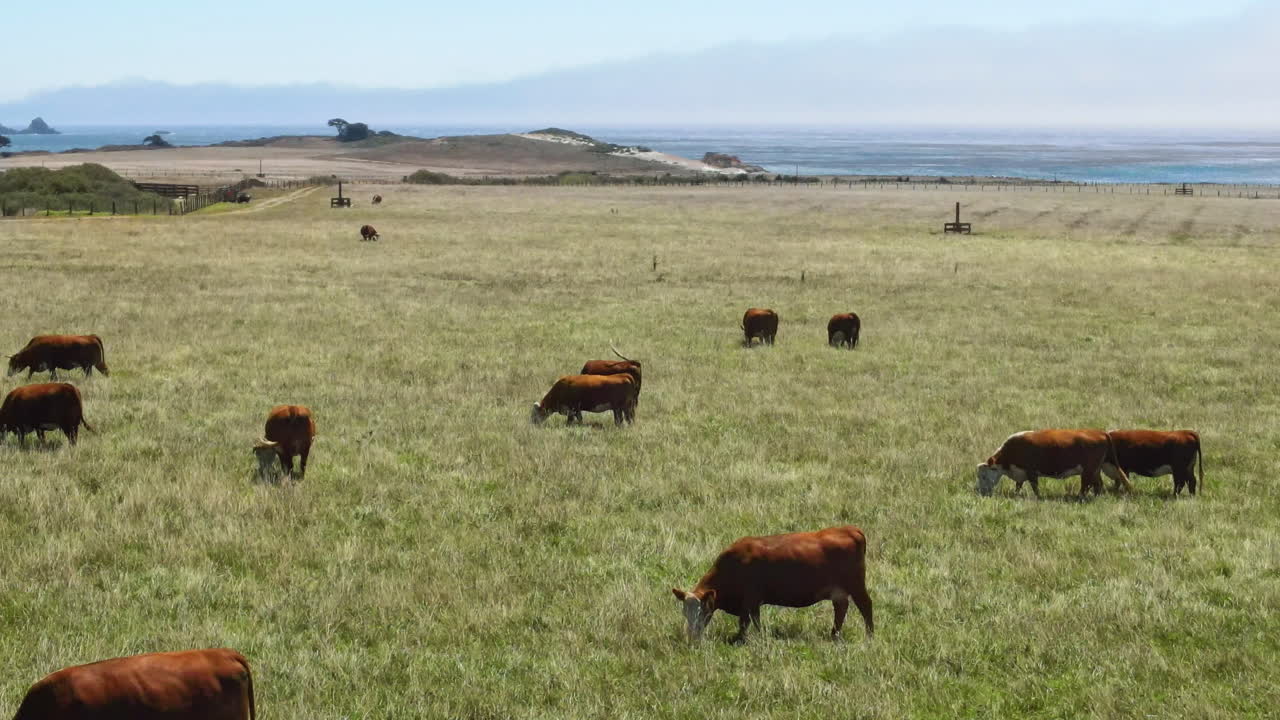 A herd of cows grazes on the dense green grass