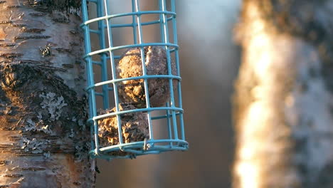 Cámara-Lenta-De-Tit-Azul-Euroasiático-Comiendo-Y-Volando