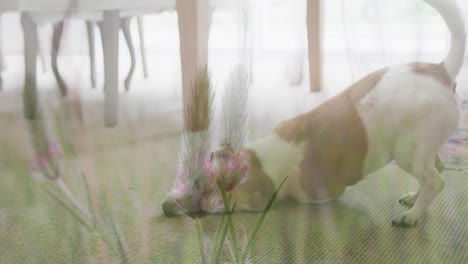 composite video of tall crops in the field against dog at home