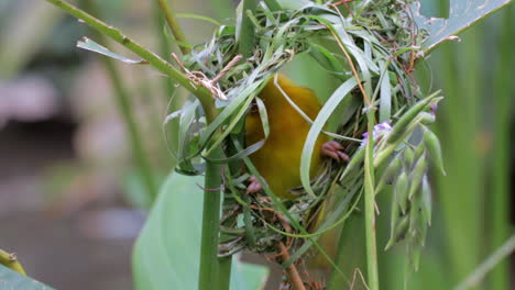 weaver bird building nest 2