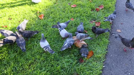 pigeons gather and eat bread on grass