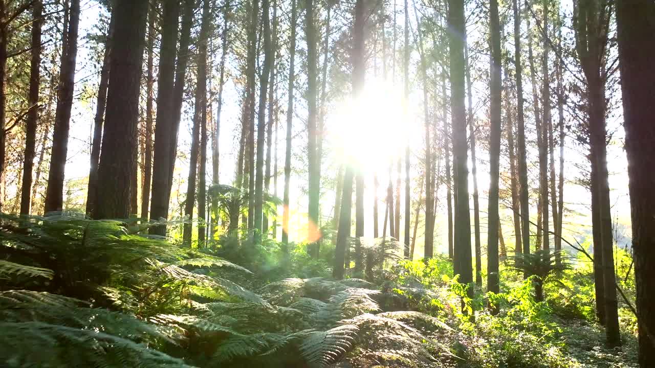 Slow drone through New Zealand Pine forest - mature trees - steadily moving