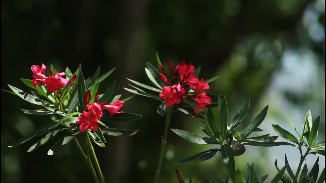 flores de oleandro rojo