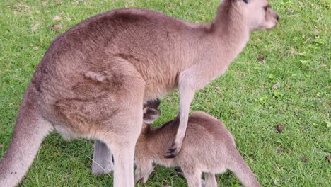 A kangaroo and its joey are seen grazing together on a lush green field.