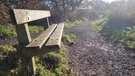 Empty-park-bench-in-autumnal-woodland-environment-in-golden-hour-sunlight